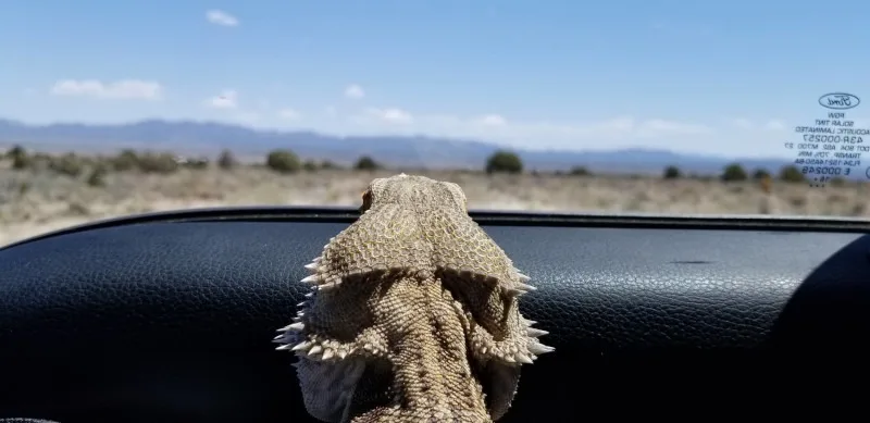 bearded dragon riding in vehicle
